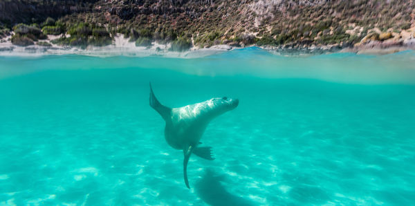 Seal in Eyre Peninsula